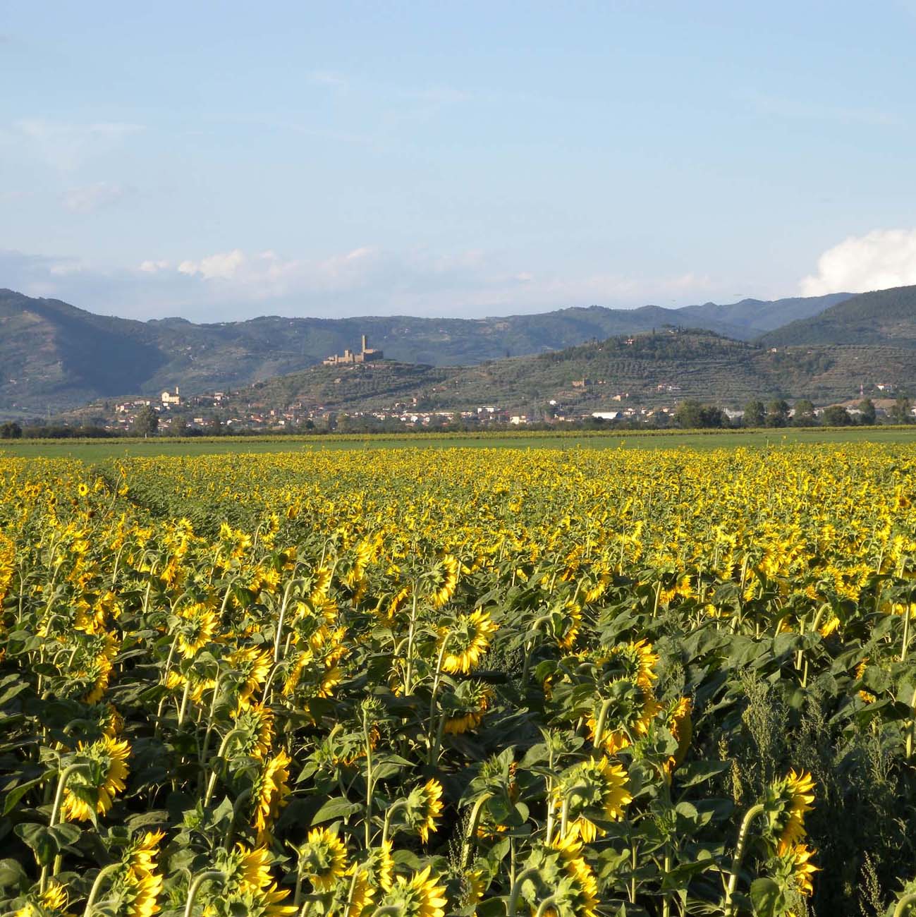 castiglion fiorentino 1