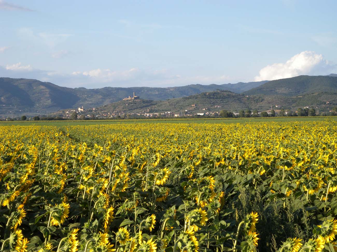 castiglion fiorentino 2